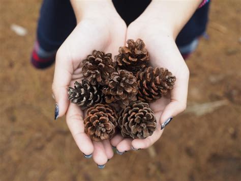 Premium Photo Midsection Of Woman Holding Pine Cones