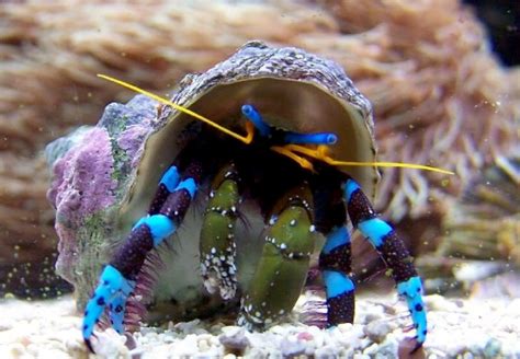 Hermit Crab Ocean Treasures Memorial Library