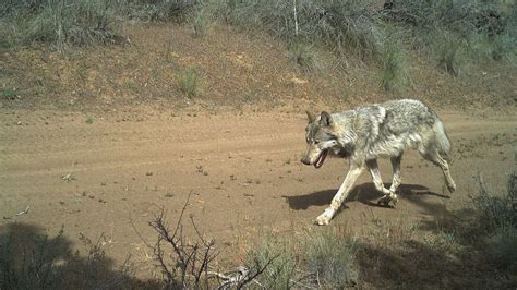 Oregons Wolf Population Grows To 178 Record 24 Packs Documented 2