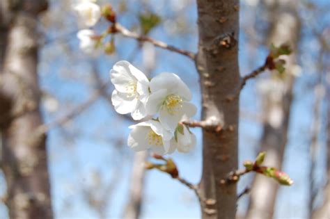 Prunus Serrulata Snow Goose Raemelton Farm