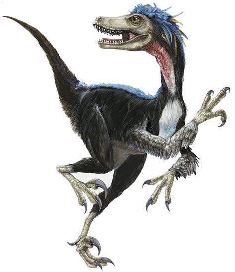 velociraptor illustration - Google Search | Dinosaur illustration, Prehistoric animals ...