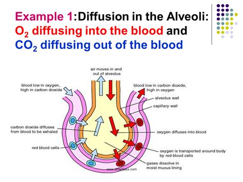 Diffusion Membrane Of Alveoli Diagram