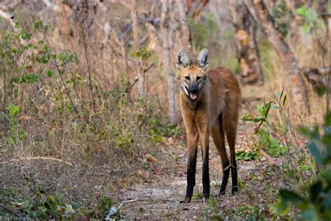 Sp Monitora E Oferece Tratamento A Lobos Guar S Em Reas Protegidas