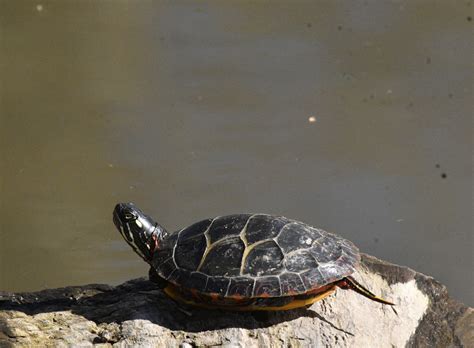 Painted Turtle From Green Lane Reservoir Walt Road Montgomery County