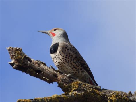 Geotripper S California Birds Northern Flicker On The Tuolumne River