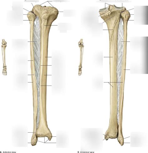 Unit 3 Anatomy Tibia And Fibula Diagram Quizlet