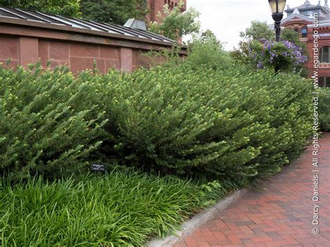 Cephalotaxus Harringtonia Duke Gardens