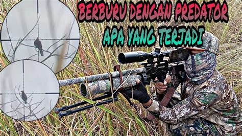 Berburu Tekukur Dengan Senapan Predator YouTube