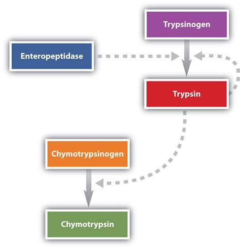 20.2 Stage I of Catabolism | The Basics of General, Organic, and Biological Chemistry