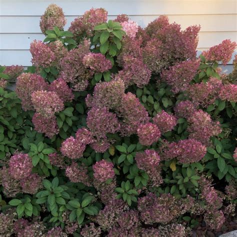 Bobo® Panicle Hydrangea Garden Crossings