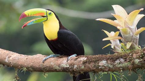 Guía De Aves ¡aprende Sobre Los Tipos De Pajaros