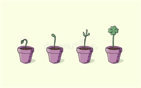 Plant Growing Stages Quatrefoil Flower Stock Vector Illustration Of