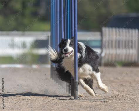 Are Collies Good At Agility