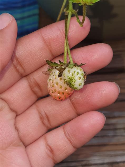 How To Tell When Strawberries Are Ready For Picking Broadpick