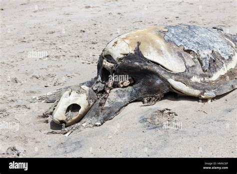 Dead Sea Turtle Stock Photo Alamy