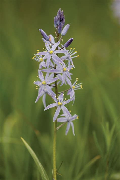 Camassia scilloides (Wild Hyacinth)