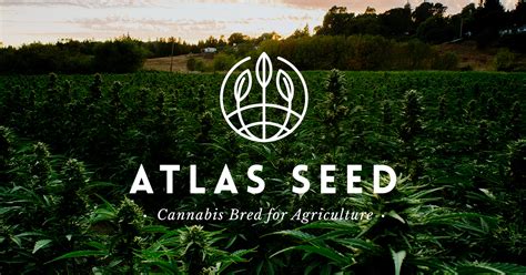 Atlas Seed | Field Scale Cannabis Seed Marketplace