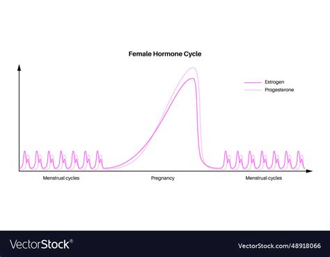 Hormones in pregnancy Royalty Free Vector Image