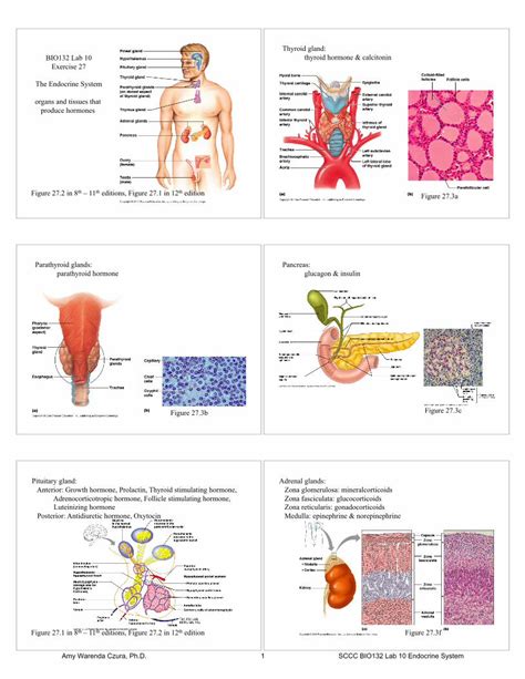 PDF Parathyroid Hormone Glucagon Insulin Parathyroid Glands