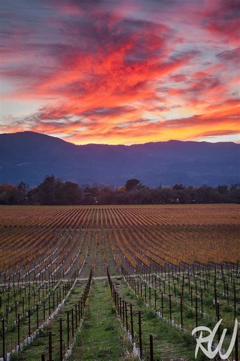 Napa Valley Fall Sunset In The Field Photo Blog By Richard Wong