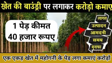 इस पड स कमए करड Mahogany Tree Farming Mahogany Tree Farming