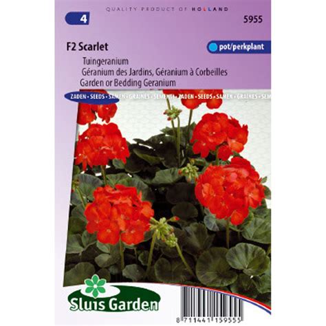 Géranium des Jardins F2 Scarlet Pelargonium Vivace cultivée en