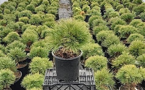 Planting Pine Trees Plant Addicts