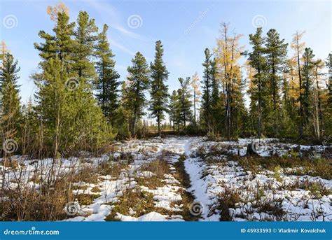 Forest Landscape In Autumn In The Russian Taiga Stock Image Image