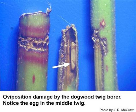 Dogwood Borer Life Cycle