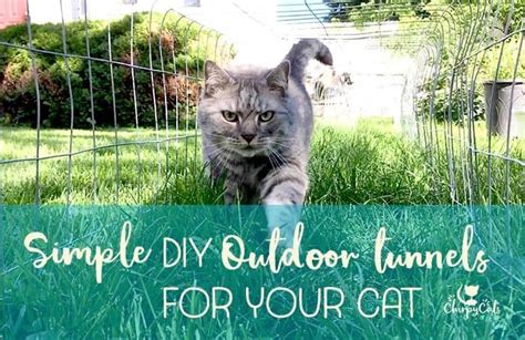 How to make outdoor cat tunnels for your indoor cat