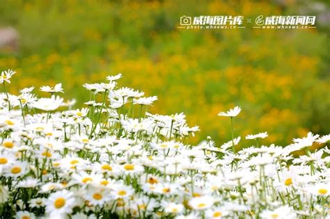 必须打卡！威海这片“白花海”藏不住了腾讯新闻