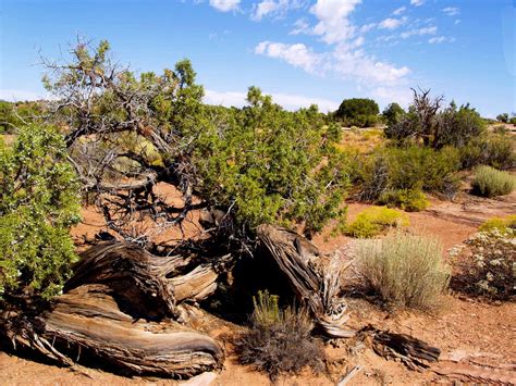 Banco De Imagens Panorama Rvore Natureza Rocha Regi O Selvagem