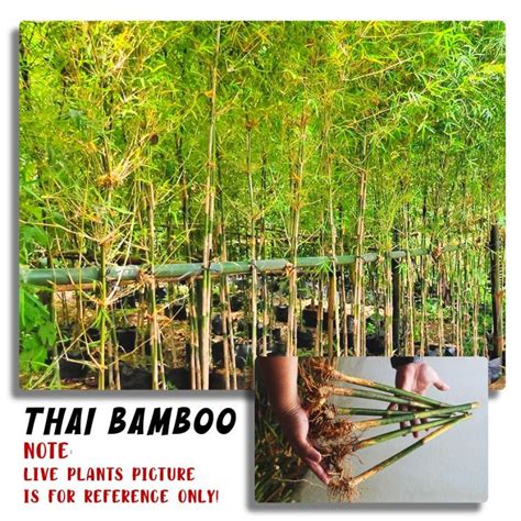 Thailand Bamboo Cuttings - Sustainable Outdoor Fence Panel for Serene ...