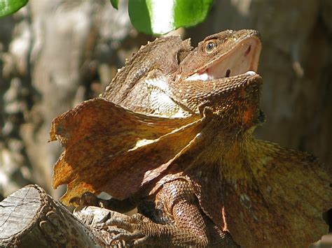 Lizard - Frilled lizard Info - Photo 2