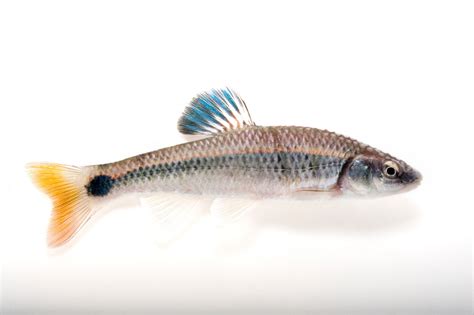 Alabama Shiner Cyprinella Callistia Joel Sartore