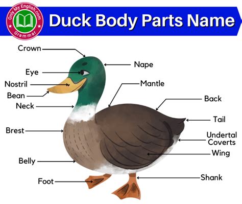 Duck Body Parts Name with Diagram » Onlymyenglish.com