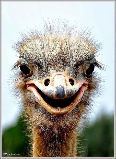 Sorridere Laughing Animals Funny Birds Animal Smile