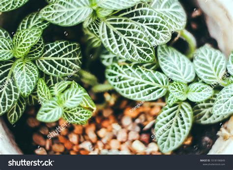 De Focused Fittonia Nerve Plant Fittonia Stock Photo 1018198849