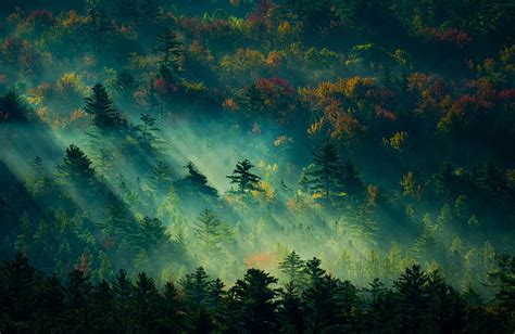 HD wallpaper: trees digital painting, green trees wallpaper, nature, landscape | Wallpaper Flare