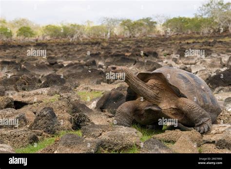 Elefante Testudo Tortuga gigante Galápagos Tortuga elefante Tortugas