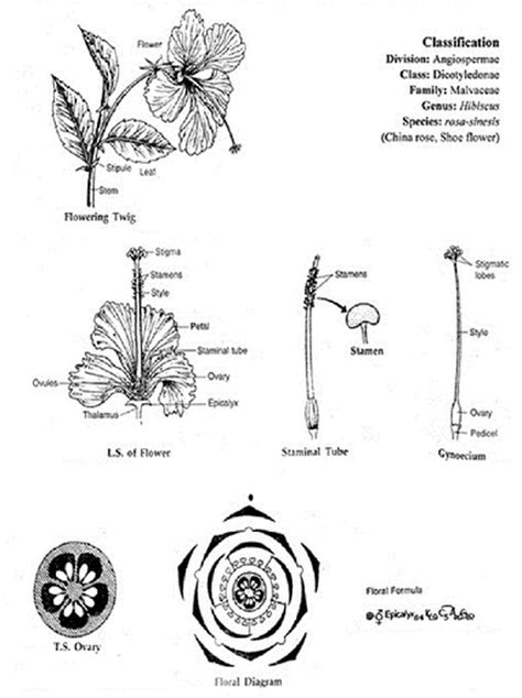 Draw Hibiscus Diagram