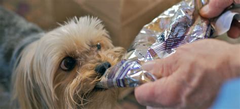 I Want To Open It It S A Yorkie Life