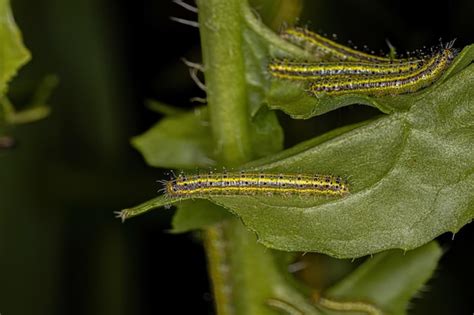 Oruga De La Gran Mariposa Blanca Del Sur Foto Premium