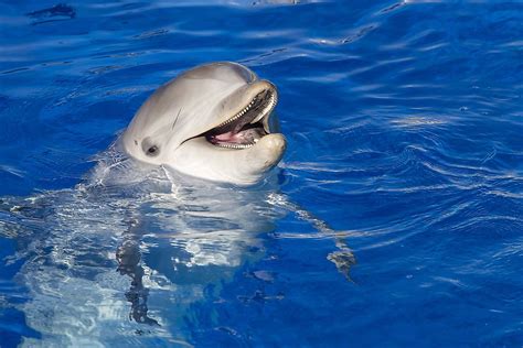 Bottlenose Dolphin Facts: Animals of North America - WorldAtlas.com