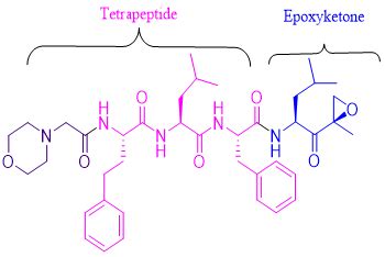 Substantially Pure Carfilzomib Amorphous for Generic Launch ...