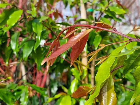 Lilly Pilly Weeping Plants For Spaces