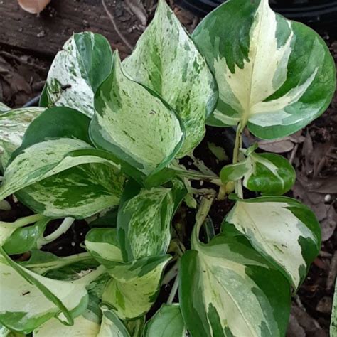 Epipremnum aureum 'Pearls and Jade', Pothos 'Pearls and Jade ...