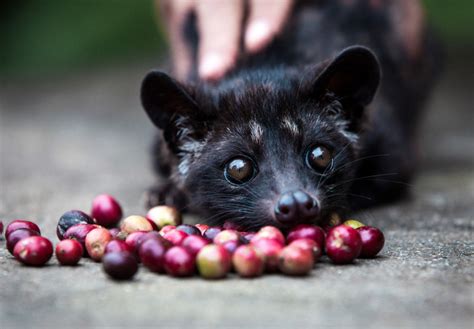 Kopi Luwak Kawa Z Kontrowersyjnym Procesem Produkcji Blog Kawowy