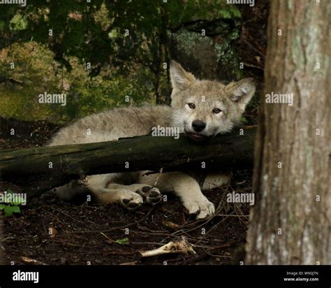 Timber wolf pups Stock Photo - Alamy