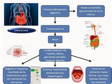 El Blog De Fisiologia De Israel Aramburo Lucas Funciones Del Aparato Digestivo 1 En Este